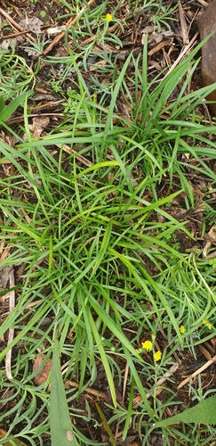 Cyrtanthus mckenii