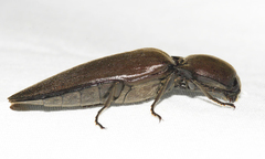 Elaterini
