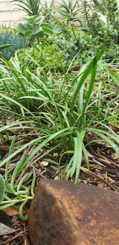 Cyrtanthus mckenii