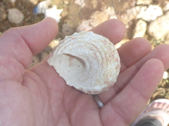 Lithopoma caelatum