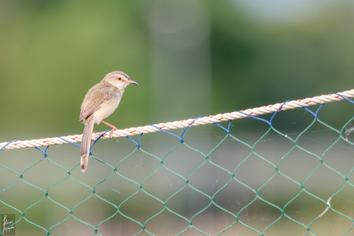 Plain Prinia