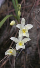 Spathoglottis eburnea