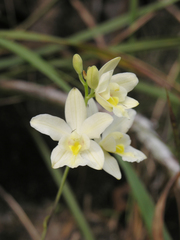 Spathoglottis eburnea