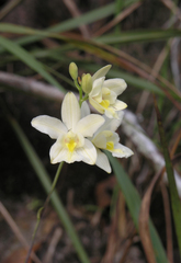 Spathoglottis eburnea