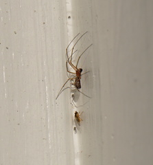 Linyphiidae