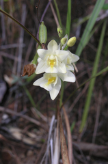 Spathoglottis eburnea