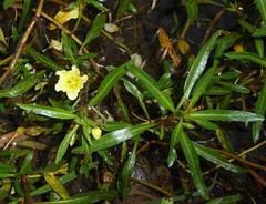 Ludwigia adscendens diffusa