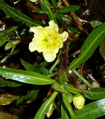 Ludwigia adscendens diffusa