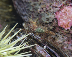 Eualus pusiolus