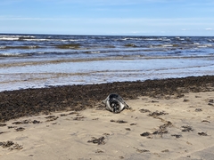 Halichoerus grypus grypus