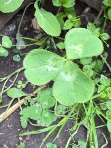 white clover