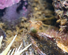 Eualus pusiolus