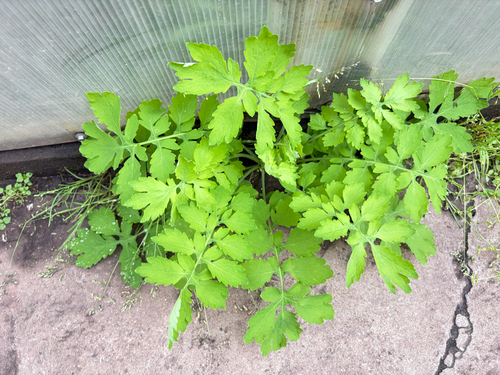 Greater celandine