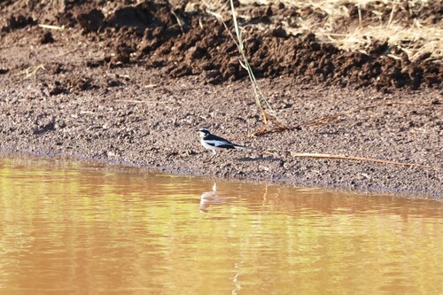 iNaturalist image