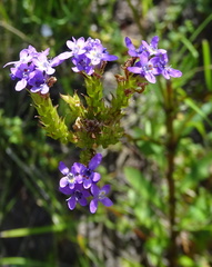 Pseudoselago verbenacea