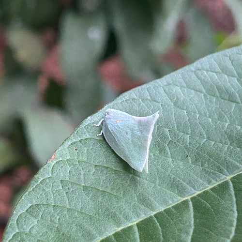 Lawana imitata
