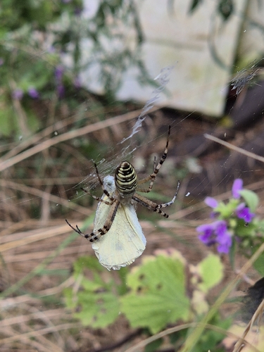 Wasp Spider