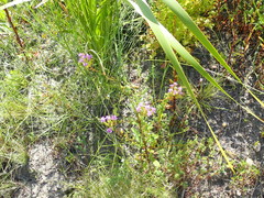 Pseudoselago verbenacea
