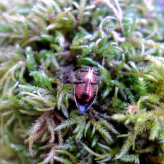 Buprestis aurulenta