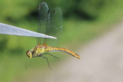 Ruddy Darter