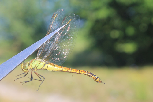 Southern Migrant Hawker