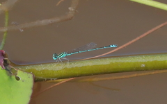 Austroagrion exclamationis