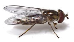 Episyrphus balteatus