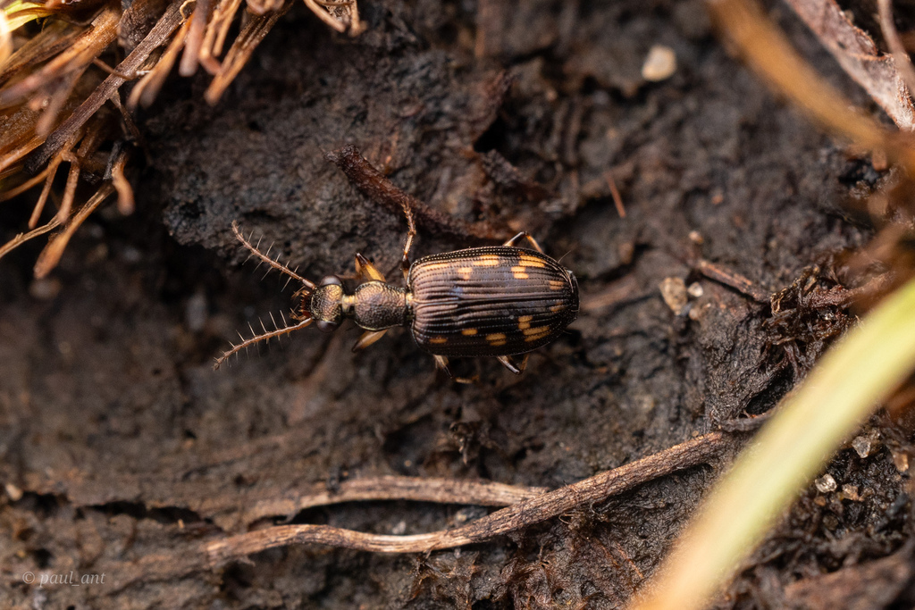 Lasiocera coromandelica