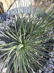 Agave polianthiflora