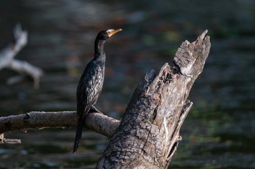 iNaturalist: (c) Pavel Shukov, some rights reserved (CC BY-NC), uploaded by Pavel Shukov iNaturalist image