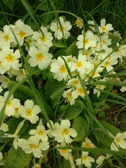 Primula vulgaris