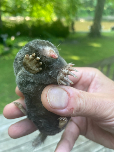 Hairy-tailed Mole observed by mbrown48th
