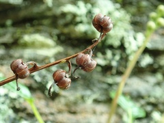 Pyrola morrisonensis