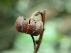 Pyrola morrisonensis
