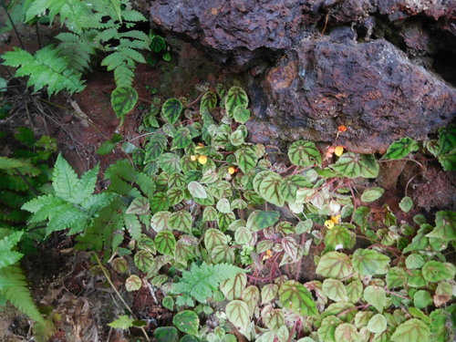 Begonia quadrialata