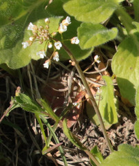 Capsella bursa-pastoris