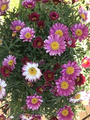 Argyranthemum frutescens