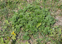 Potentilla intermedia