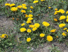 Taraxacum officinale