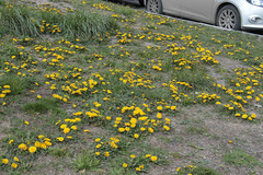 Taraxacum officinale