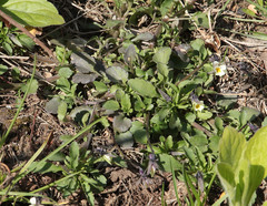 Viola arvensis