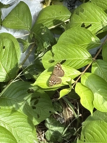 Speckled Wood