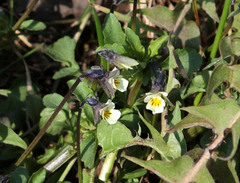 Viola arvensis