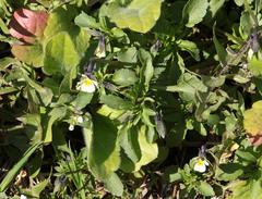 Viola arvensis