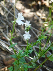 Nemesia macrocarpa