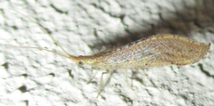 Berothidae