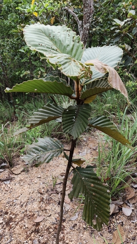 Dipterocarpus obtusifolius