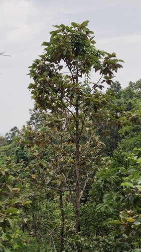Dipterocarpus obtusifolius, photograph 2