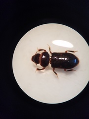Dryopidae