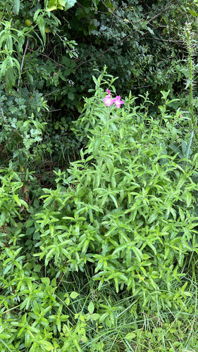 Great Willowherb